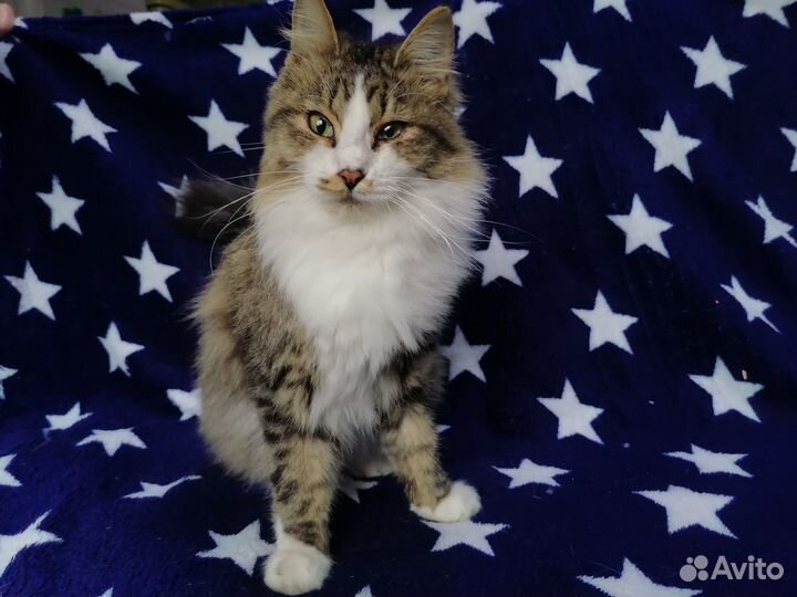 Отдам в добрые руки