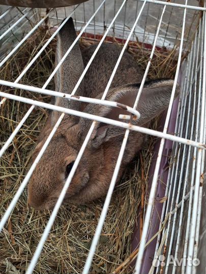 Кролик серый великан