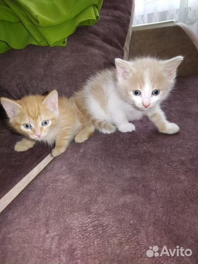Котята - милые пушистики