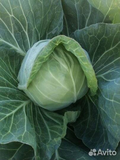 Капуста белокочанная ранняя
