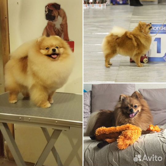 Немецкий шпиц вязка