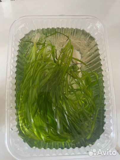 Валиснерия