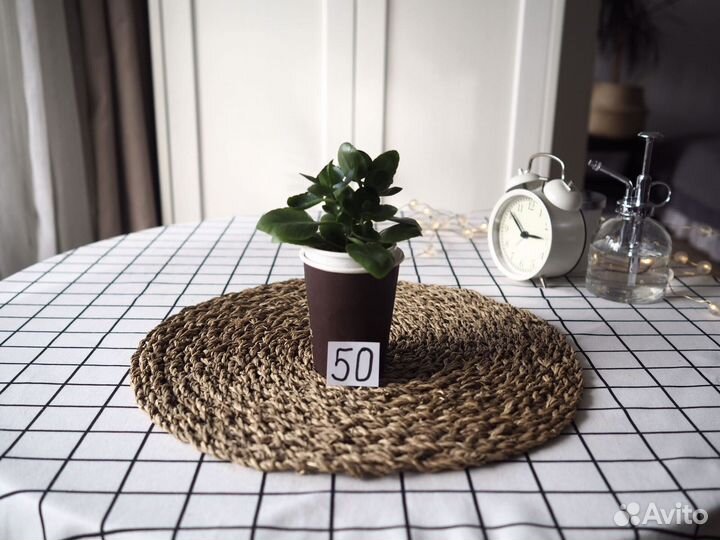 Комнатные цветы