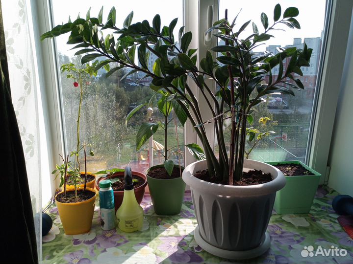 Долларовое дерево (Замиокулькас)