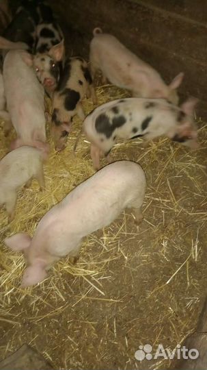 Поросенок ландрас