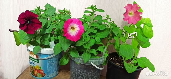 Петуния ампельная