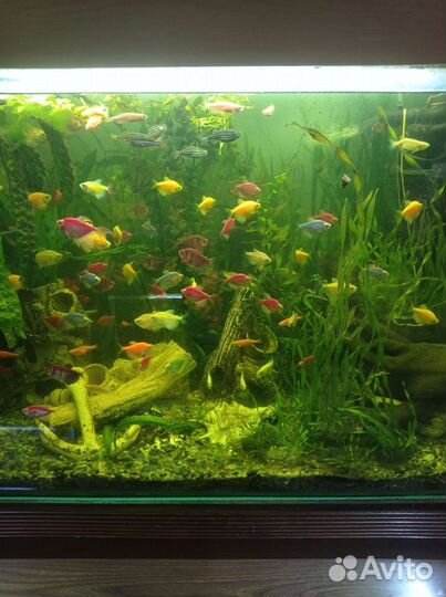 Аквариумные рыбки