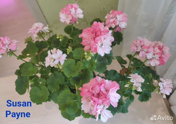 Пеларгония герань