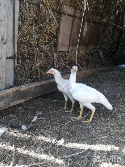 Бойцовые петухи