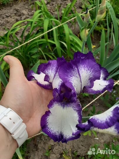 Ирисы бородатые