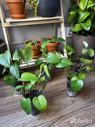 Эпипремнум (сциндапсус) золотистый