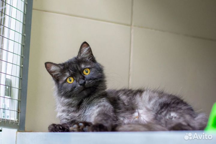 Отдам кошку в добрые руки