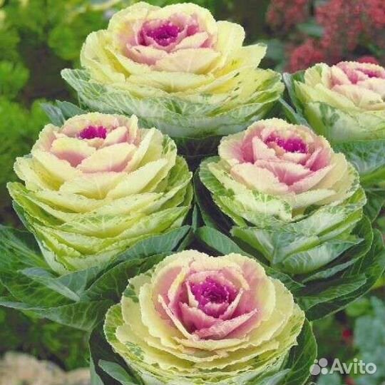 Цветок декоративный капуста две расцветки