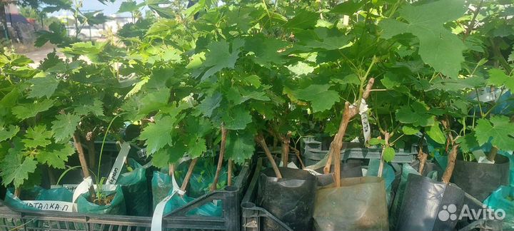 Саженцы Винограда