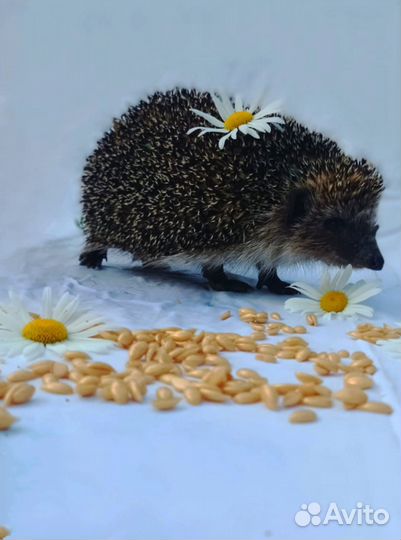 Шугаринг, Ваксинг, Гелинг