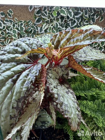 Редкая бегония U-676 (Kapuas Hulu)