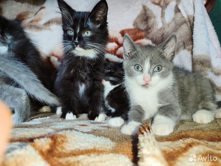 Котята в добрые руки