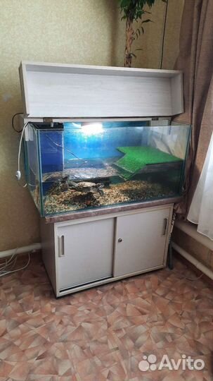 Аквариум с черепахами