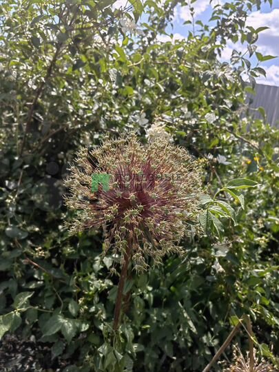 Таунхаус 63,1 м² на участке 13,3 сот.