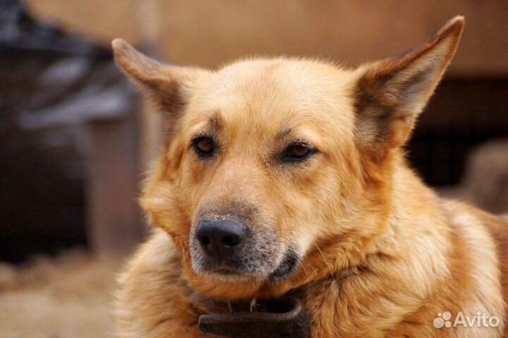 Отдам умнейшую собаку Линду