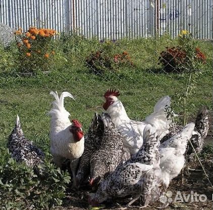 Пушкинская порода суточные цыплята