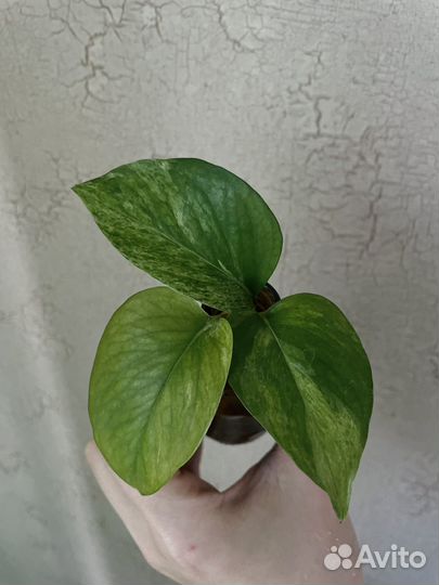 Сциндапсус эпиппремнум комнатный цветок