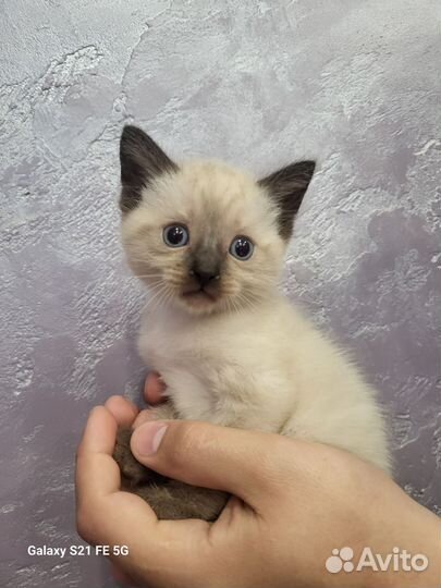 Сиамские (Тайские) котята чистокровные