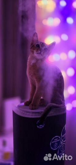 Абиссинский кот