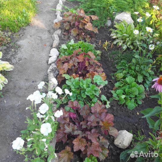 Многолетники Саратов