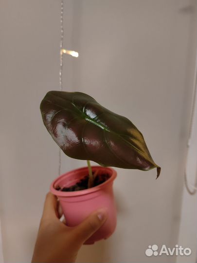 Алоказия купера ред сикрет