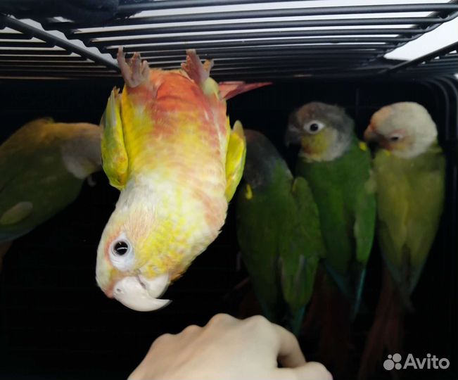 Попугай пиррура, ожереловый, монах и другии