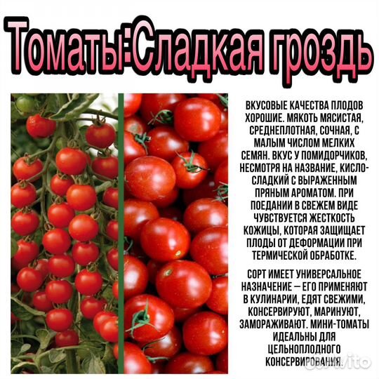 Рассада помидор