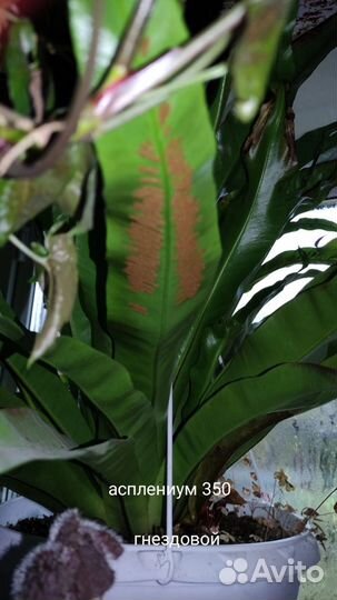 Споры папоротников