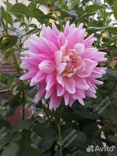 Георгины (клубни) и гладиолусы