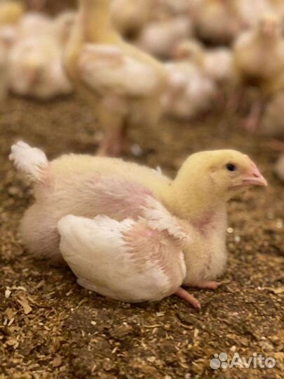 Бройлер Кобб 500