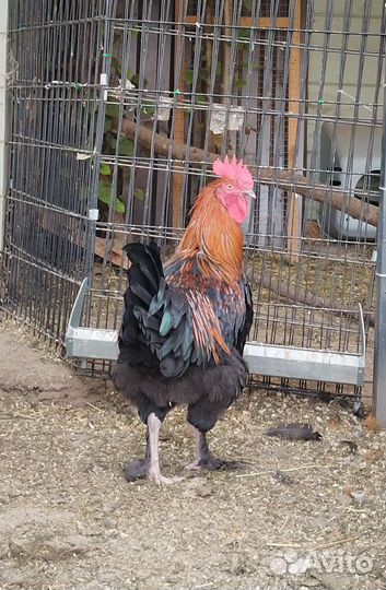 Петушки Маран черно медный