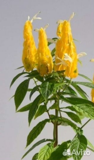 Пахистасис