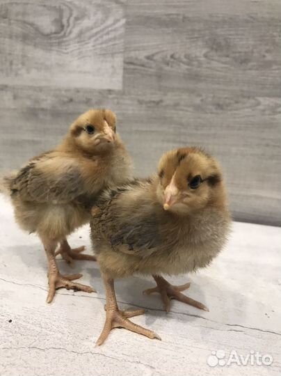 Цыплята кучинская юбилейная