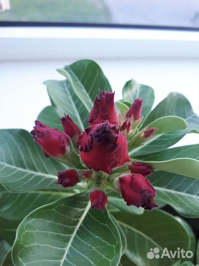 Адениум взрослый привитый сортовой