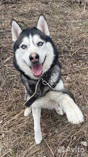 Хаски Дагор в дар