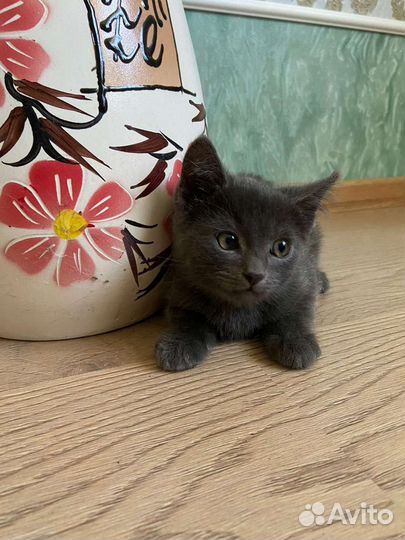 Британские котята