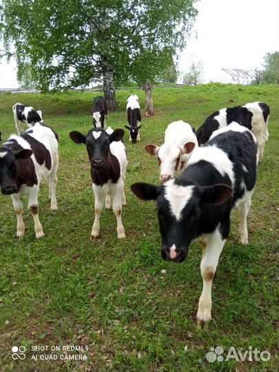 Бычки и телята от 2 месяцев до 5, тёлки