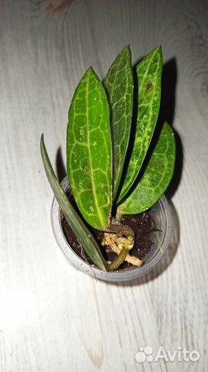 Хойи мелколистные