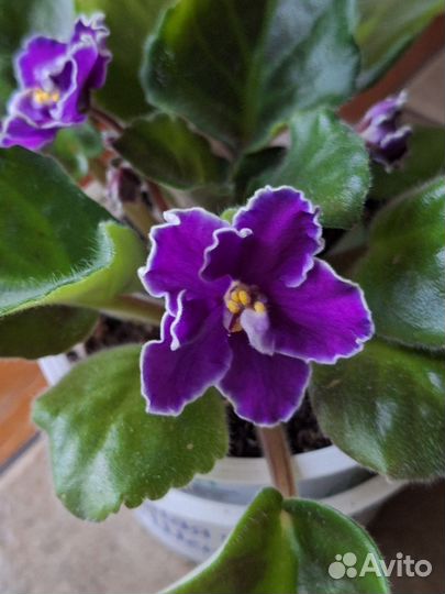 Фиалка сортовая.Цветёт