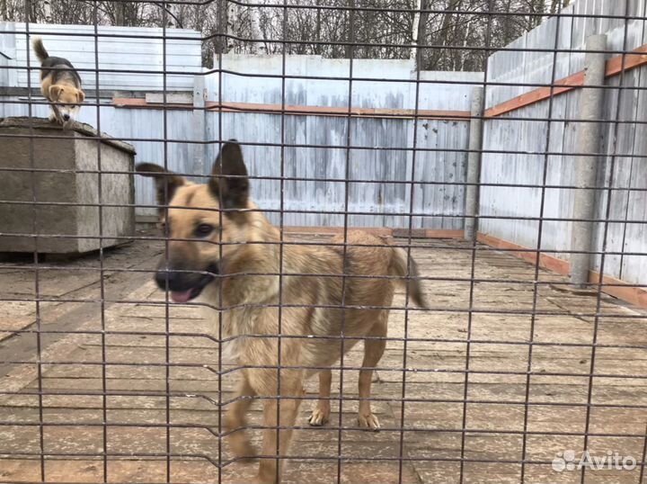 Две собачки и две подружки