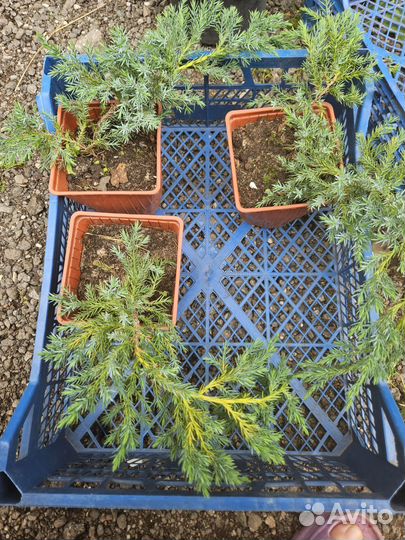 Можжевельник горизонтальный Blue Carpet