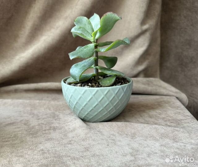 Крассула (толстянка)