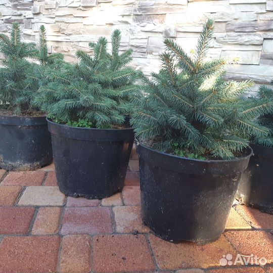 Ель голубая (сизая), глаука, хвойные