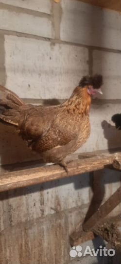 Куры петухи породы китайские шёлковые
