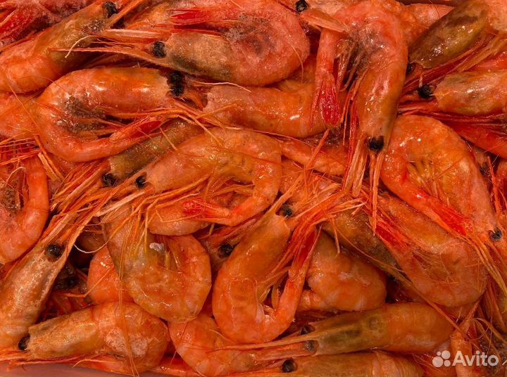 Креветка северная. Свежий улов. Опт